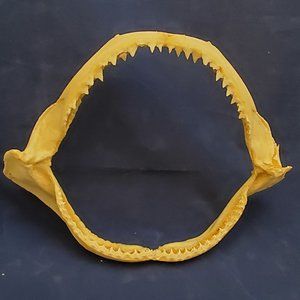Full Set of Genuine Shark's Teeth